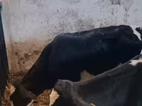 Bou, Russian Black pied cattle — foto 8