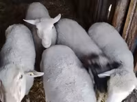 Beran, Merino sheep — foto 1