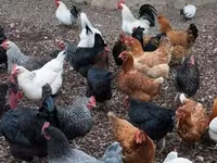 Chickens — รูปภาพ 2