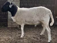 Koç, Dorper sheep — foto 3