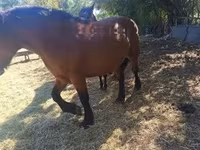 Cheval, Chevaux — photo 2