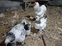 브라마 — 사진 1