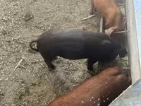 Cinghiale, Мангалица — foto 1
