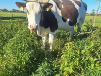 Krava, Russian Black pied cattle — foto 1