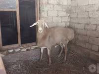 Berbec, Arashan sheep — foto 2