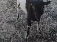 Cabro, Nigerian dwarf goats — foto 1