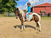 Hengst, Pinto horses — Foto 4