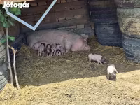 Cinghiale, Вьетнамская вислобрюхая — foto 4