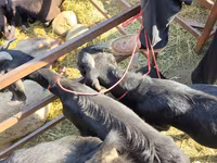 بز نر, Beetal goats — عکس 1