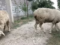 قوچ, گوسفند — عکس 4