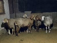 Ovce, Arashan sheep — foto 3