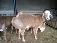 Carnero, Arashan sheep — foto 3