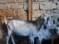 Kambing jantan, Alpine goat — foto 5