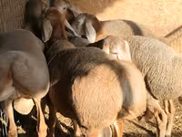Ovan, Arashan sheep — fotografija 3