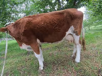 گاو نر, Simmental cattle — عکس 4