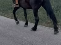 Koń, Konie — zdjęcie 3