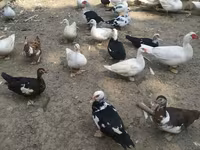 Ducks — fotografija 5