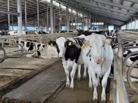 ላም, Holstein breed — ፎቶ 1