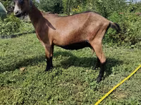 Ziege, Alpine goat — Foto 2