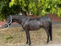 Hingst, Hästar — foto 6