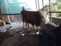 گاو نر, Simmental cattle — عکس 4