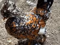 Chickens — Foto 8