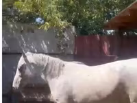 Kısrak, Kazakh horse — foto 2