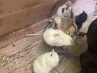Chickens — fotografija 5