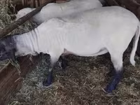 Овен, Tsigai sheep — снимка 4