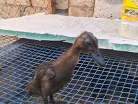 Ducks — foto 3