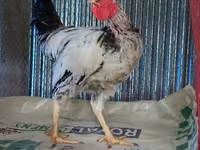 Chickens — foto 1