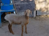 Domba betina, Arashan sheep — foto 4