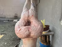 قوچ, گوسفند — عکس 5