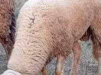 Montone, Lacaune sheep — foto 1