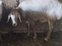 Berbec, Arashan sheep — foto 2