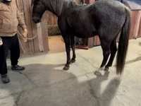 حصان, Palomino — الصورة 5