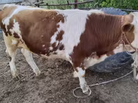 سانڈ, Simmental cattle — تصویر 5