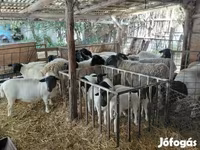 مینڈھا, Dorper sheep — تصویر 3
