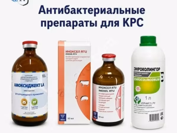 Антибактериальные препараты для КРС
