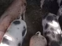 Babi betina, Дюрок — foto 3