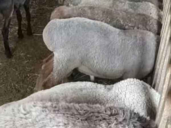 Ovce (šarže, pohlaví neuvedeno), Arashan sheep — Kyrgyzstán