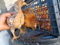 Chickens — 사진 2
