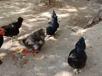 Chickens — รูปภาพ 1