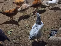 Chickens — Foto 4