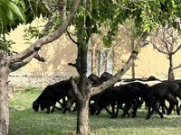 Owce (partia, płeć nieokreślona), Owce — zdjęcie 4