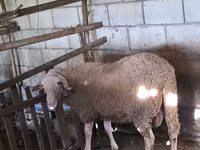 雄羊, Baerchuke sheep — 写真 1