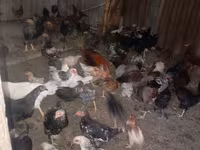 Chickens — 照片 1