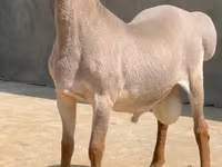 قوچ, Rhon sheep — عکس 2