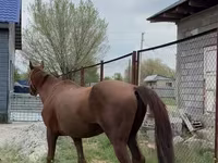 Faras, Thoroughbred horse — sawirka 1