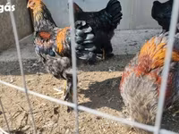 Brahma — foto 5